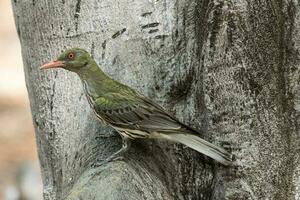 Olive-backed Oriole in Australia photo