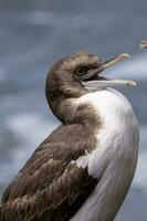 Otago Shag in New Zealand photo