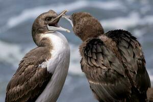 Otago Shag in New Zealand photo