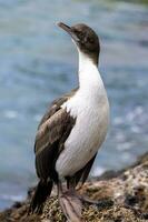 Otago Shag in New Zealand photo