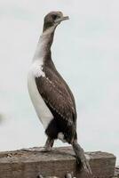 Otago Shag in New Zealand photo