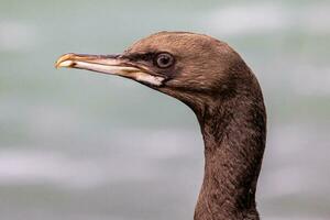 Otago Shag in New Zealand photo