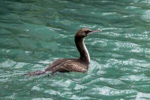 Otago Shag in New Zealand photo