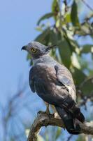 Pacific Baza in Australia photo