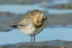 Pacific Golden Plover photo