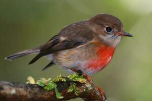 Pacífico Robin en Australia foto