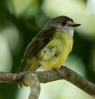 Pale Yellow Robin photo