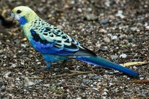 Pale-headed Rosella in Australia photo