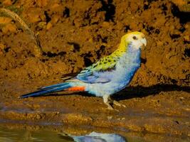 Pale-headed Rosella in Australia photo