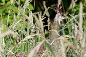 Indian Peafowl Birds photo