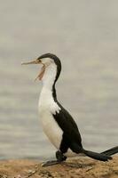 Pied Cormorant in Australia photo