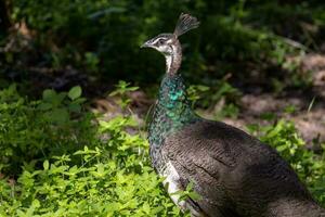 Indian Peafowl Birds photo