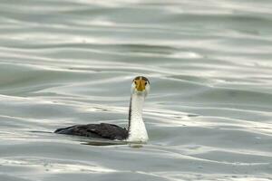 Pied Cormorant in Australia photo