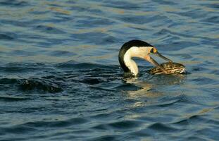 Pied Cormorant in Australia photo