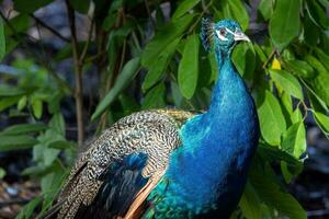 Indian Peafowl Birds photo