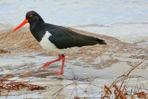 Pied Oystercatcher in Australia photo