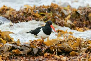 Pied Oystercatcher in Australia photo