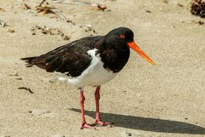 Pied Oystercatcher in Australia photo