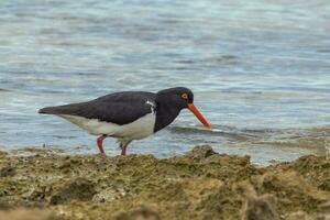 Pied Oystercatcher in Australia photo