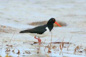 Pied Oystercatcher in Australia photo