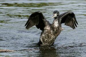 Pied Shag in New Zealand photo