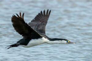 Pied Shag in New Zealand photo