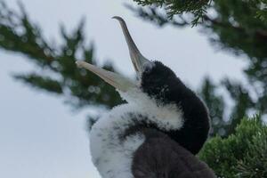 Pied Shag in New Zealand photo