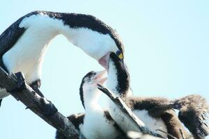 Pied Shag in New Zealand photo