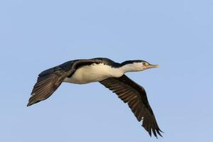 Pied Shag in New Zealand photo