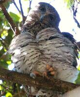 Powerful Owl in Australia photo