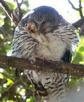 Powerful Owl in Australia photo