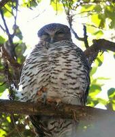 Powerful Owl in Australia photo