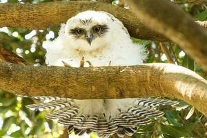 Powerful Owl in Australia photo