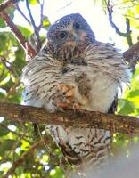 Powerful Owl in Australia photo