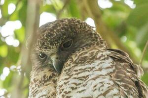 Powerful Owl in Australia photo