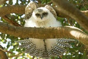 Powerful Owl in Australia photo