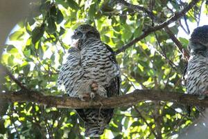 poderoso búho en Australia foto