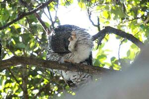 Powerful Owl in Australia photo