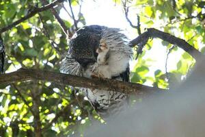 Powerful Owl in Australia photo