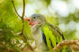 Princess Parrot of Australia photo