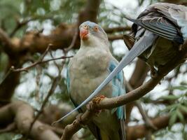 Princess Parrot of Australia photo