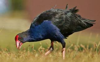 Pukeko Purple Swamphen photo