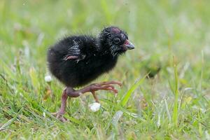 pukeko púrpura pantano foto