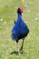 pukeko púrpura pantano foto