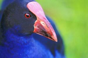 Pukeko Purple Swamphen photo