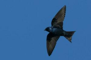 Purple Martin in USA photo