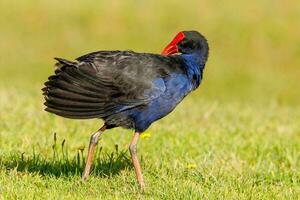 Pukeko Purple Swamphen photo