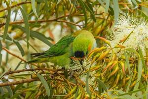 púrpura-coronado lorikeet en Australia foto