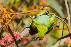 Purple-crowned Lorikeet in Australia photo