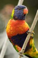 lorikeet arcoiris en australia foto